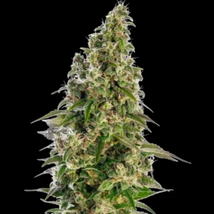 SENSI SEEDS BANK - AFGHANI #1 AUTOMATIC FEM