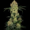 SENSI SEEDS RESEARCH - ALOHA OG FEM | 3 SEMI