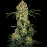 SENSI SEEDS RESEARCH - ALOHA OG FEM | 3 GRAINES