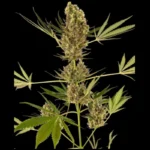 BANCO DE SEMILLAS SENSI - ALPINE DELIGHT CBD AUTO FEM