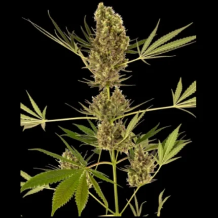 BANCO DE SEMILLAS SENSI - ALPINE DELIGHT CBD AUTO FEM
