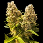 SENSI SEEDS BANK - BANANA KUSH CAKE AUTO FEM | 3 SEMI