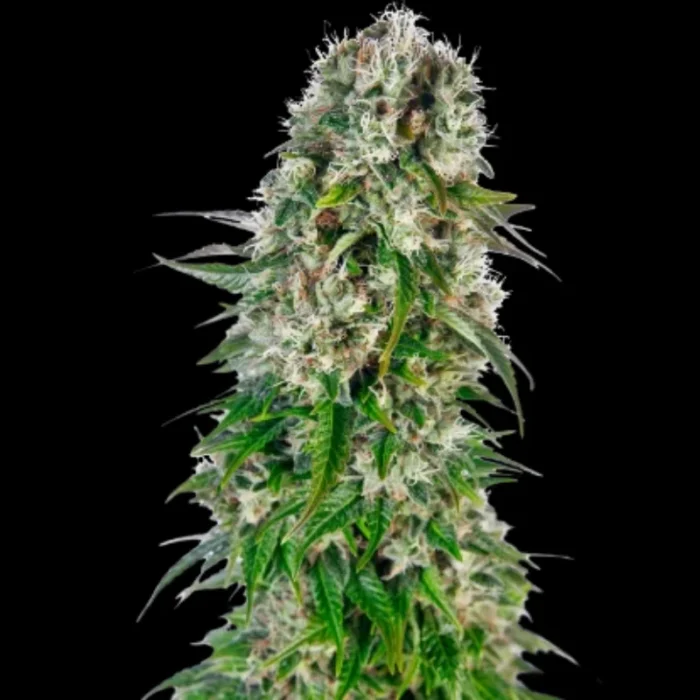 BANCO DE SEMILLAS SENSI - BIG BUD AUTOMATICA FEM - Imagen 1