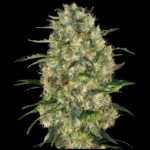 SENSI SEEDS BANK - BLACK DOMINA FEM