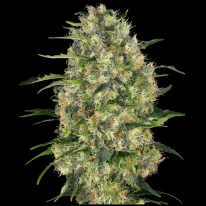 SENSI SEEDS BANK - BLACK DOMINA FEM – Image 1