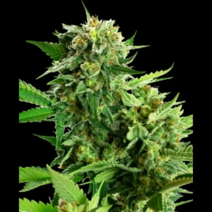 SENSI SEEDS RESEARCH - BLACKBERRY CAKE FEM