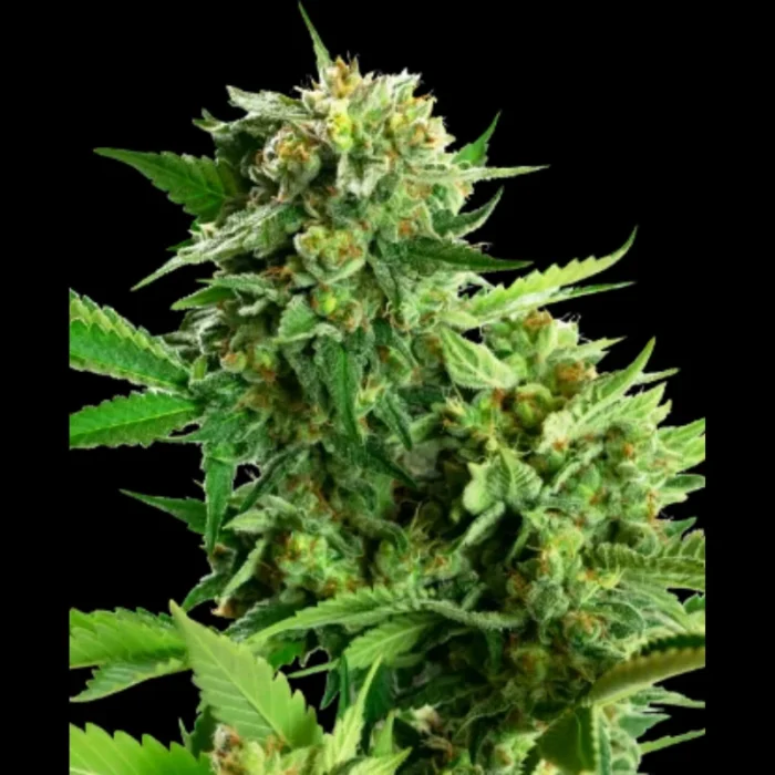 SENSI SEEDS RESEARCH - BLACKBERRY CAKE FEM - Image 1