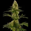 SENSI SEEDS BANK - BLUE BULLET AUTO FEM (Sensi #119)
