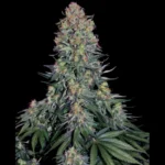 SENSI SEEDS BANK - BLUE SKUNK FEM