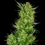 SENSI SEEDS RESEARCH - HELADO DE CREMA DE MANTEQUILLA FEM