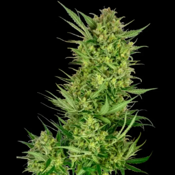SENSI SEEDS RESEARCH - HELADO DE CREMA DE MANTEQUILLA FEM - Imagen 1