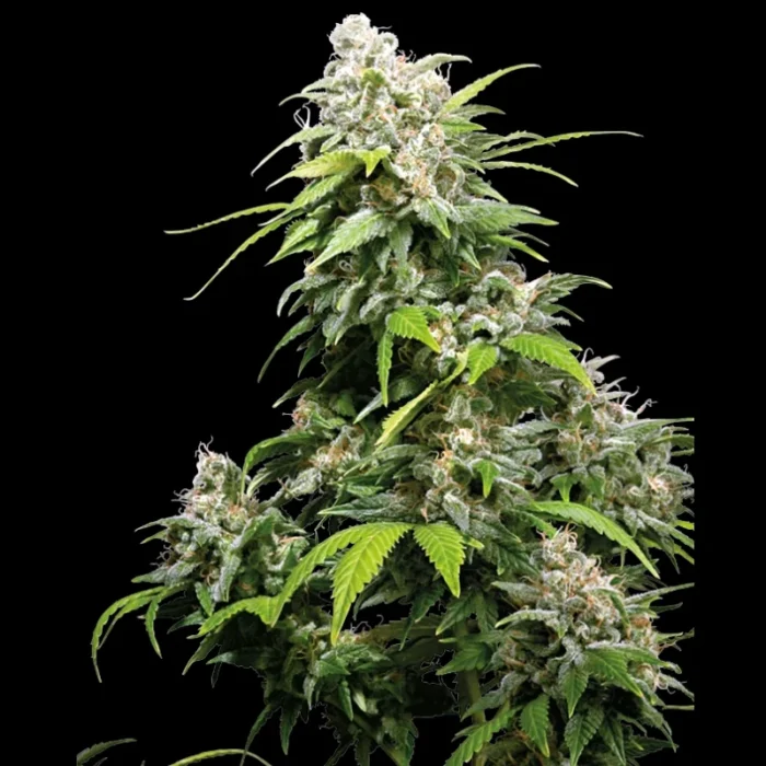 SENSI SEEDS BANK - CALIFORNIA INDICA FEM - immagine 1