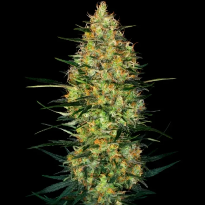 SENSI SEEDS RESEARCH - CARAMELLOW KUSH AUTO FEM - Imagen 1