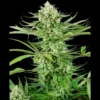 SENSI SEEDS RESEARCH - CASHEW KUSH FEM | 3 SAMEN