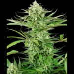 SENSI SEEDS RESEARCH - CASHEW KUSH FEM | 3 SEMI