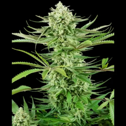 SENSI SEEDS RESEARCH - CASHEW KUSH FEM | 3 SEMI