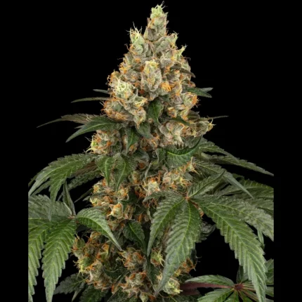 BANCO DE SEMILLAS SENSI - CHOCOLATE RAINBOW XXL FEM
