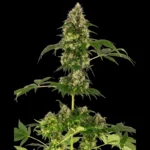 SENSI SEEDS BANK - COBALT HAZE FEM (Sensi #11)