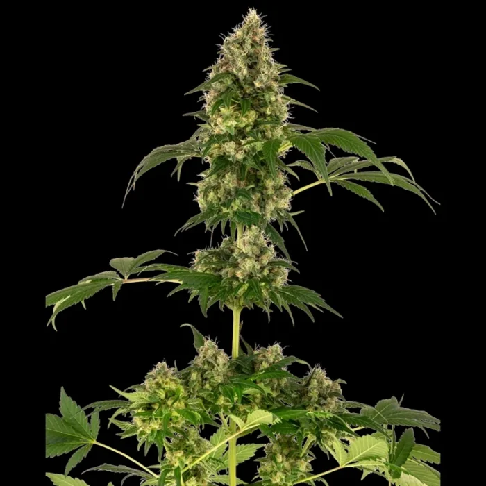SENSI SEEDS BANK - COBALT HAZE FEM (Sensi #11) - immagine 1