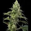 SENSI SEEDS BANK - COSMIC KISS FEM