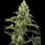 SENSI SEEDS BANK - COSMIC KISS FEM