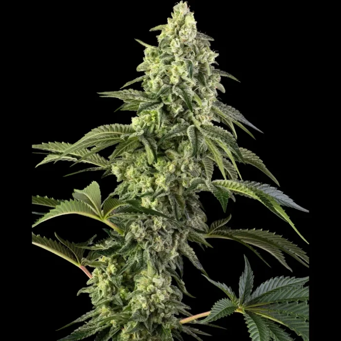 SENSI SEEDS BANK - COSMIC KISS FEM - Image 1