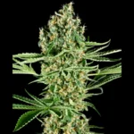 SENSI SEEDS RESEARCH - CRITICAL RUNTZ FEM