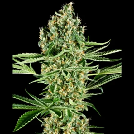 SENSI SEEDS RESEARCH - KRITISCHE RUNTZ FEM