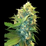 SENSI SEEDS RESEARCH - DOUBLE KUSH CAKE FEM