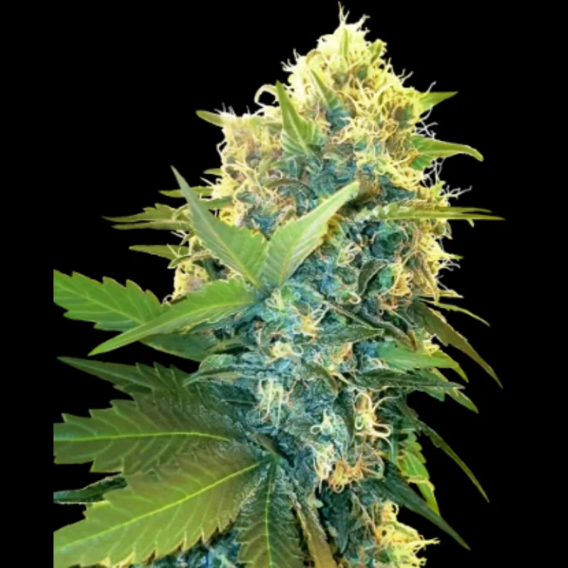 SS_doble_kush_cake_fem_plant.webp SENSI SEEDS RESEARCH - DOUBLE KUSH CAKE FEM – Bild 1