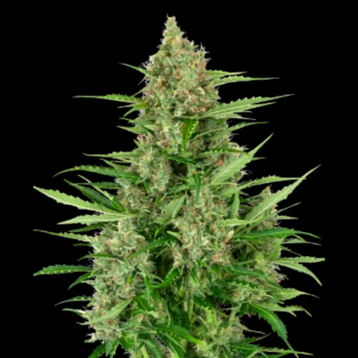 SENSI SEEDS RESEARCH - DOUBLE KUSH CAKE AUTO FEM - Image 1