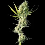 SENSI SEEDS BANK - DURBAN FEM