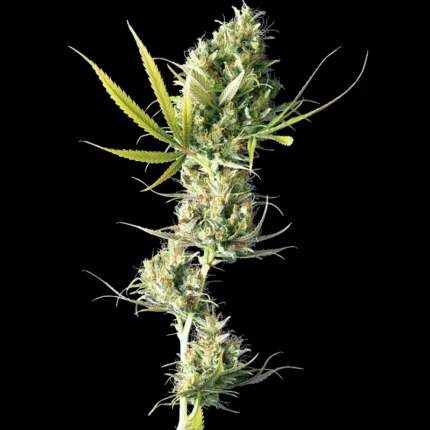 SENSI SEEDS BANK - DURBAN FEM