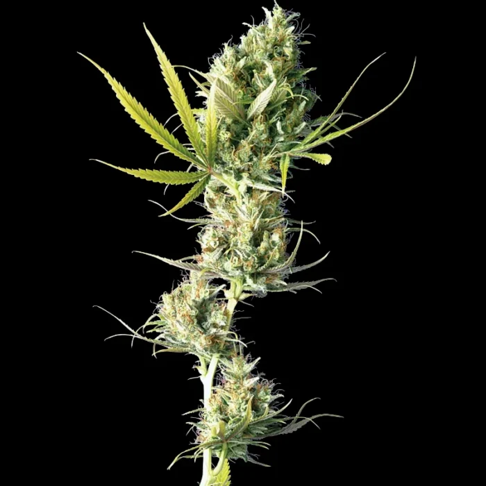 SENSI SEEDS BANK - DURBAN FEM - immagine 1