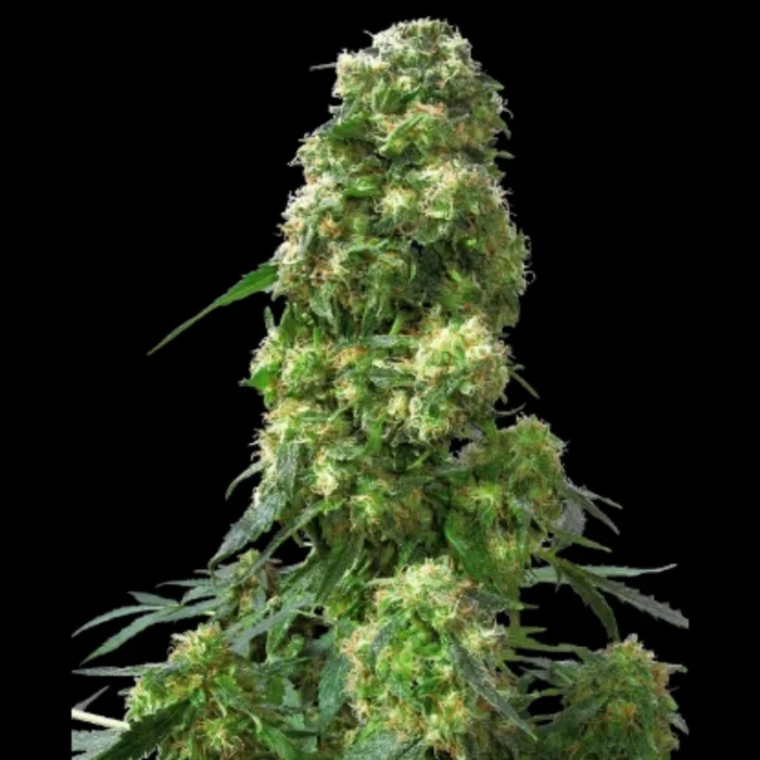 SENSI SEEDS BANK - EARLY SKUNK FEM - Image 1