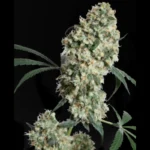 SENSI SEEDS BANK - ED ROSENTHAL SUPER BUD REG | 10 GRAINES