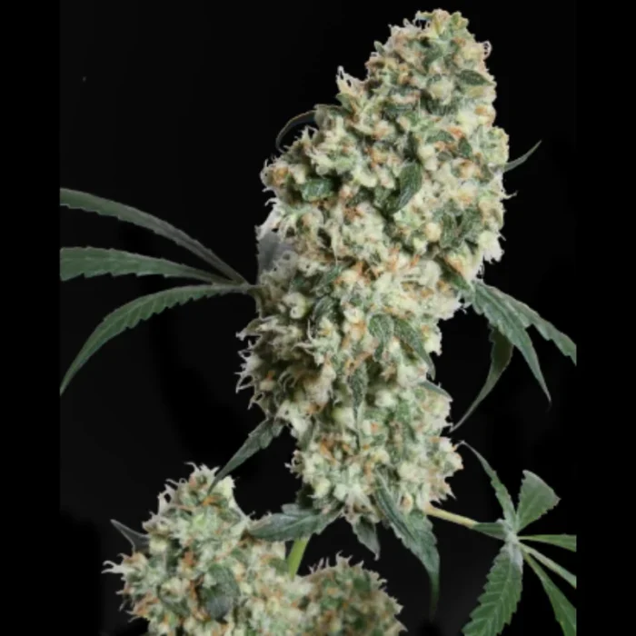 SENSI SEEDS BANK - ED ROSENTHAL SUPER BUD REG | 10 GRAINES – Image 1