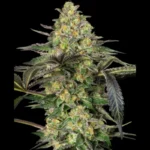 BANCO DE SEMILLAS SENSI - GRAPEVINE CANDY FEM