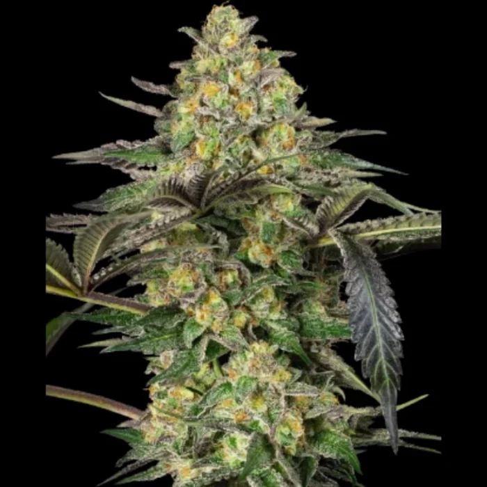 BANCO DE SEMILLAS SENSI - GRAPEVINE CANDY FEM - Imagen 1