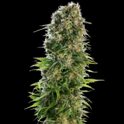 SENSI SEEDS BANK - HINDU KUSH AUTOMATIC FEM