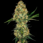 SENSI SEEDS BANK - HINDU KUSH FEM