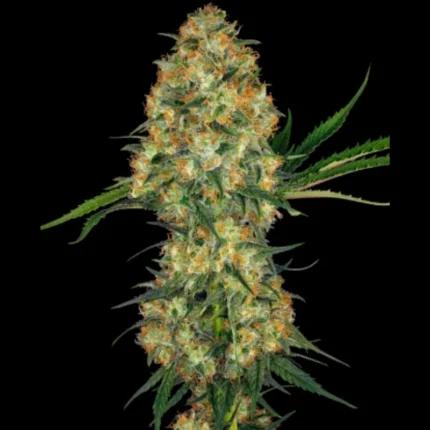 SENSI SEEDS BANK - HINDU KUSH FEM