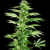 SENSI SEEDS RESEARCH - HONEY MELON HAZE FEM | 3 SAMEN