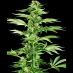 SENSI SEEDS RESEARCH - HONEY MELON HAZE FEM | 3 SAMEN