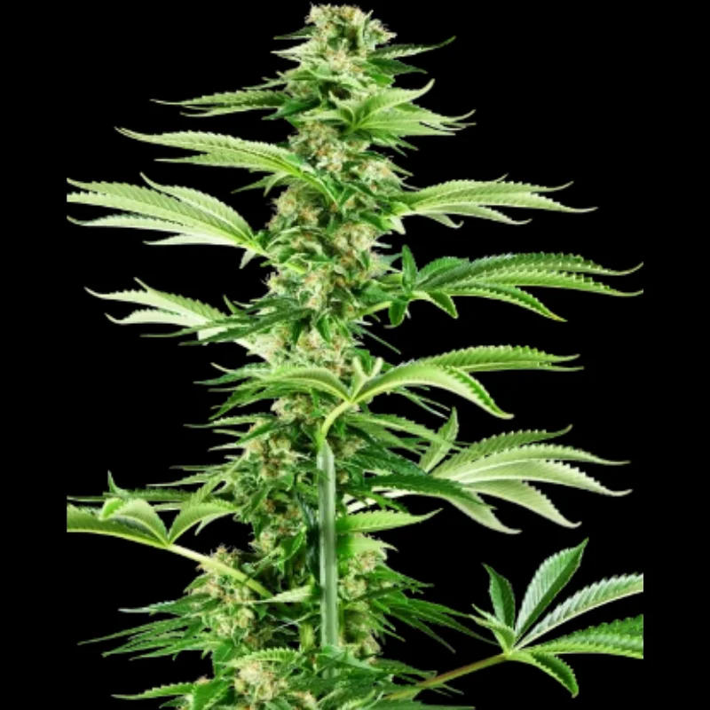 SS_honey_melon_haze_fem_plant.webp SENSI SEEDS RESEARCH - HONEY MELON HAZE FEM | 3 SEEDS - Image 1