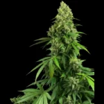 SENSI SEEDS RESEARCH - HONEY MELON KUSH AUTO FEM | 3 SEEDS