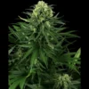 SENSI SEEDS RESEARCH - HONEY MELON KUSH FEM | 3 SAMEN