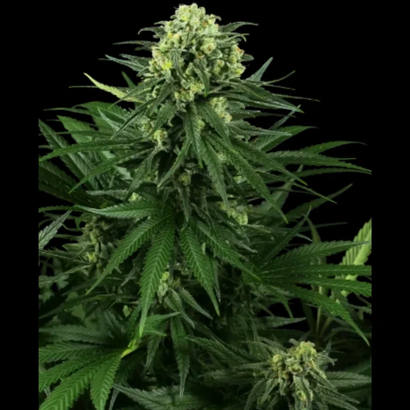 SS_honey_melon_kush_fem_plant.webp SENSI SEEDS RESEARCH - HONEY MELON KUSH FEM | 3 SEMI - immagine 1