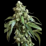 SENSI SEEDS BANK - JACK FLASH #5 FEM