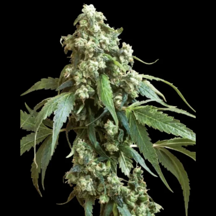 SENSI SEEDS BANK - JACK FLASH #5 FEM - immagine 1